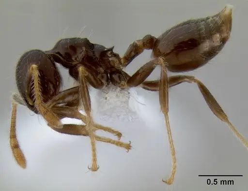 Crematogaster volamena specimen