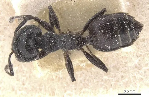 Crematogaster vulcania specimen