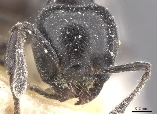 Crematogaster vulcania specimen