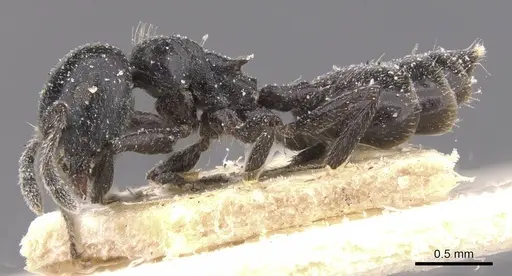 Crematogaster vulcania specimen