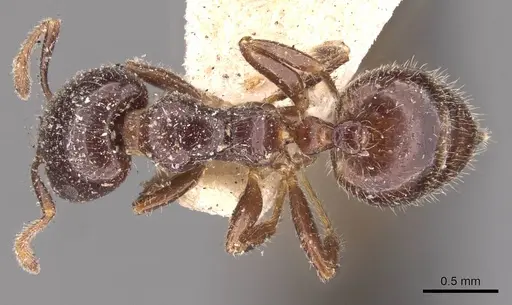 Crematogaster walshi specimen