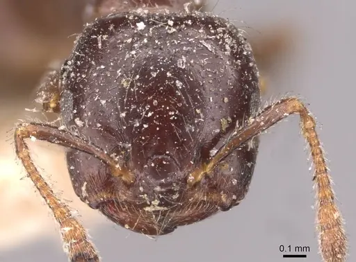 Crematogaster walshi specimen