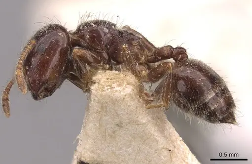 Crematogaster walshi specimen