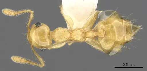 Crematogaster wardi specimen