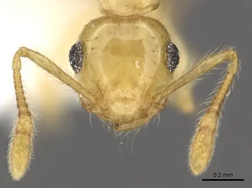 Crematogaster wardi specimen