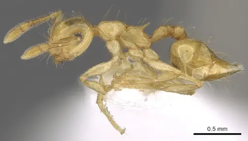 Crematogaster wardi specimen