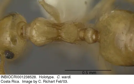 Crematogaster wardi - INBIOCRI001238528