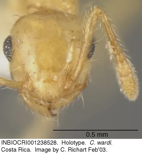 Crematogaster wardi - INBIOCRI001238528
