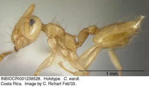Crematogaster wardi - INBIOCRI001238528
