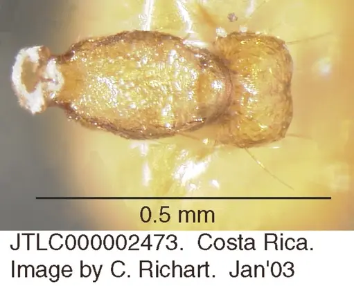 Crematogaster wardi - JTLC000002473
