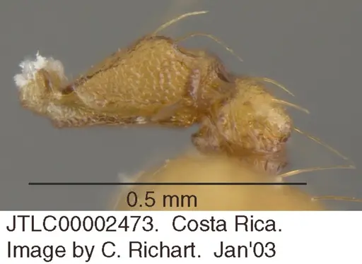 Crematogaster wardi - JTLC000002473