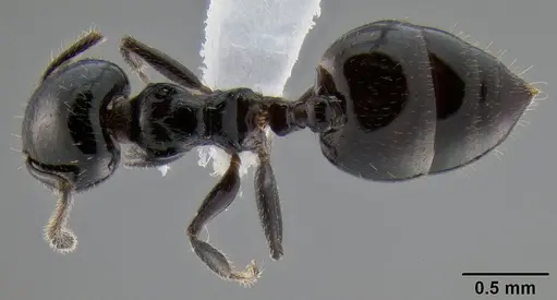 Crematogaster weberi specimen