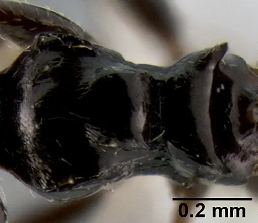 Crematogaster weberi specimen