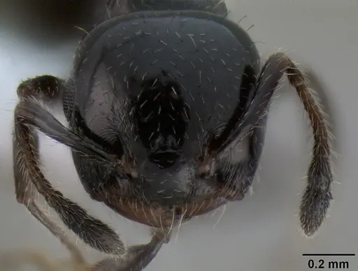 Crematogaster weberi specimen