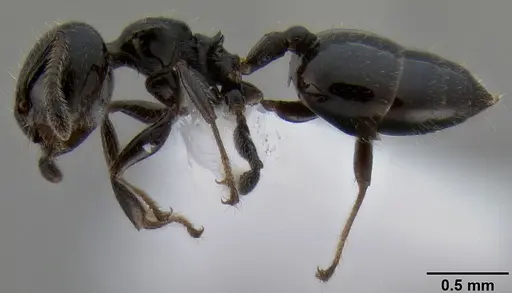 Crematogaster weberi - CASENT0193599