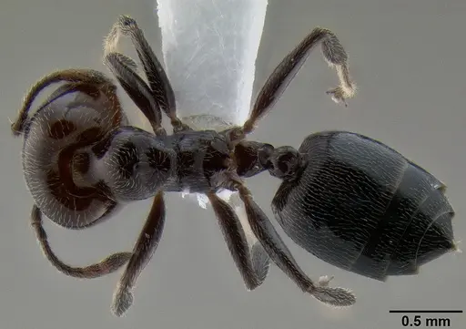 Crematogaster wellmani specimen