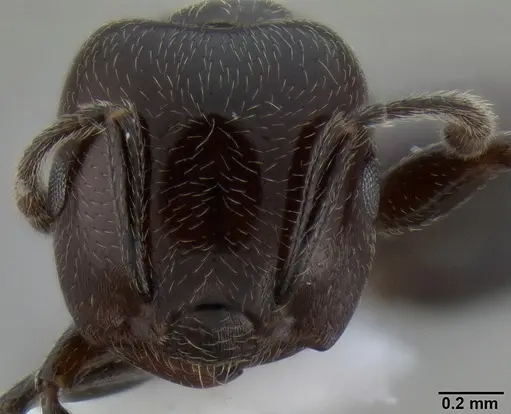 Crematogaster wellmani specimen