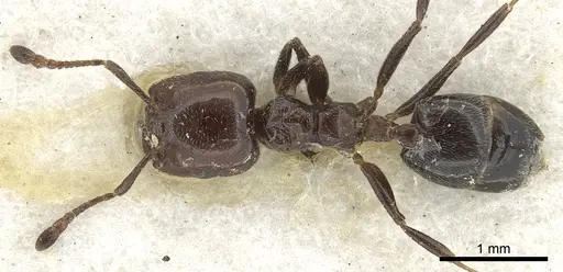 Crematogaster wellmani - CASENT0902058