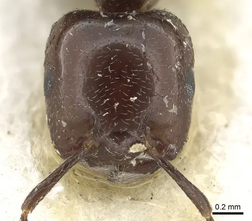 Crematogaster wellmani - CASENT0902058