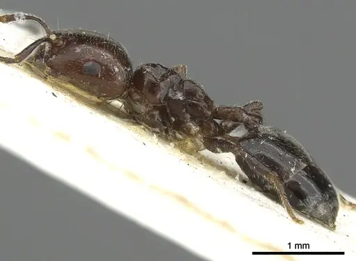 Crematogaster wellmani - CASENT0902058