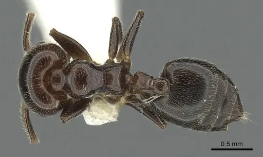Crematogaster wellmani - CASENT0902059