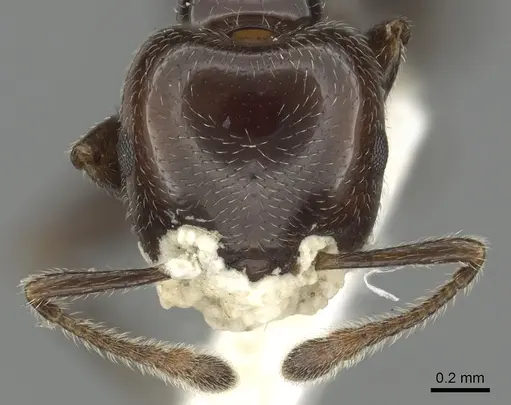 Crematogaster wellmani - CASENT0902059