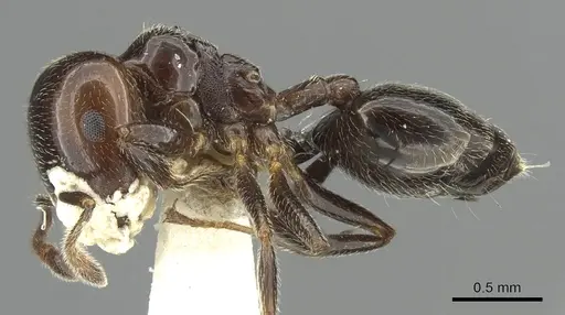 Crematogaster wellmani - CASENT0902059
