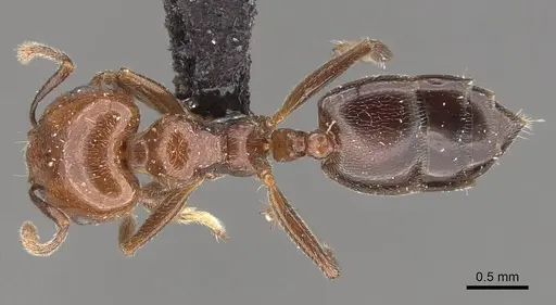 Crematogaster wellmani - CASENT0908564