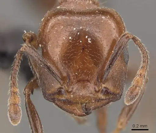 Crematogaster wellmani - CASENT0908564