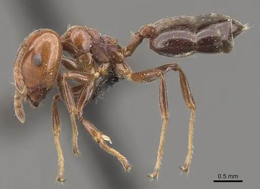 Crematogaster wellmani - CASENT0908564