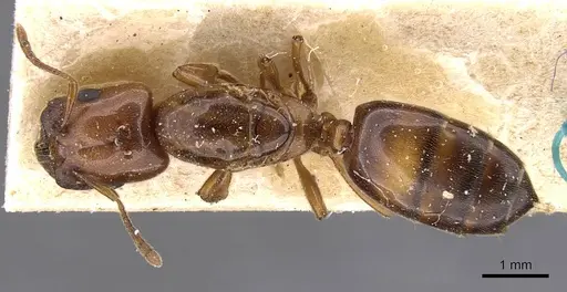 Crematogaster wellmani - CASENT0908610