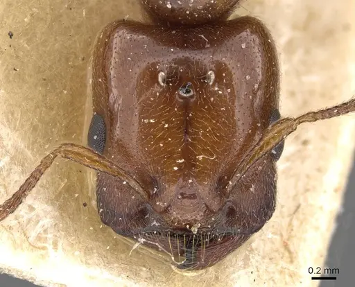 Crematogaster wellmani - CASENT0908610