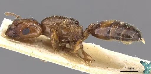 Crematogaster wellmani - CASENT0908610