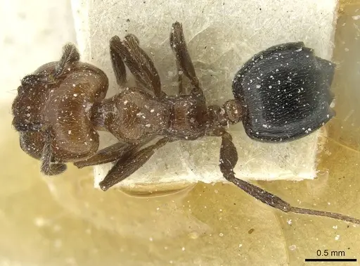 Crematogaster wellmani - CASENT0912820