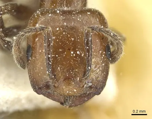 Crematogaster wellmani - CASENT0912820