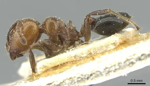 Crematogaster wellmani - CASENT0912820