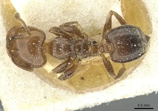 Crematogaster wellmani - CASENT0912821
