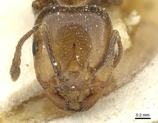 Crematogaster wellmani - CASENT0912821