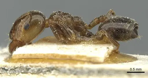 Crematogaster wellmani - CASENT0912821