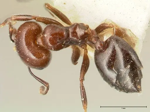 Crematogaster wellmani - FOCOL1459