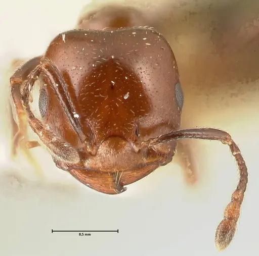 Crematogaster wellmani - FOCOL1459