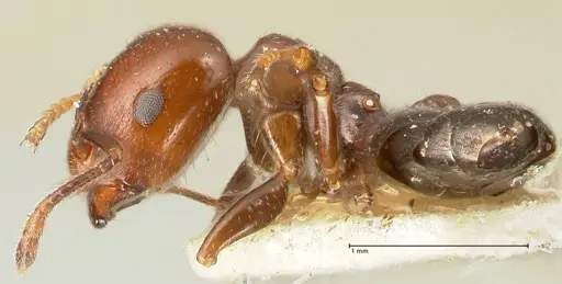 Crematogaster wellmani - FOCOL1459