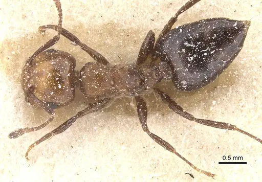 Crematogaster werneri specimen