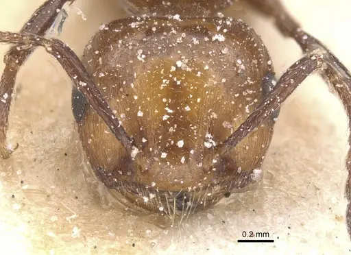 Crematogaster werneri specimen
