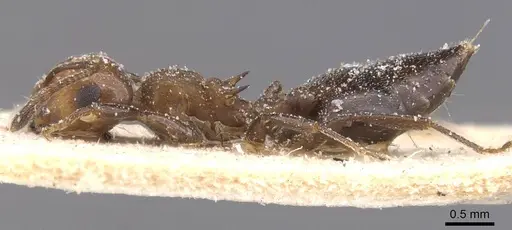 Crematogaster werneri specimen