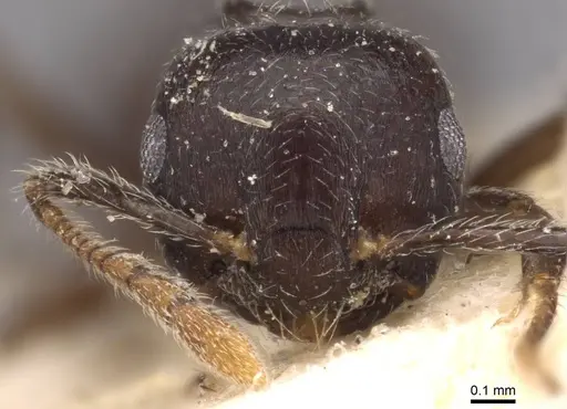 Crematogaster wilwerthi specimen