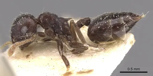 Crematogaster wilwerthi specimen