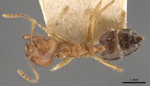 Crematogaster wroughtonii specimen