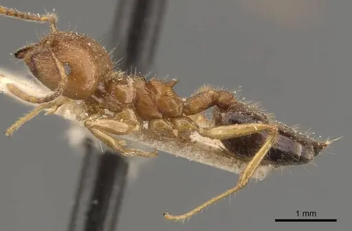 Crematogaster wroughtonii specimen