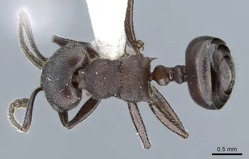 Crematogaster yamanei specimen